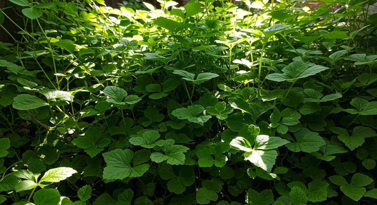 ミョウガ 植え て は いけ ない