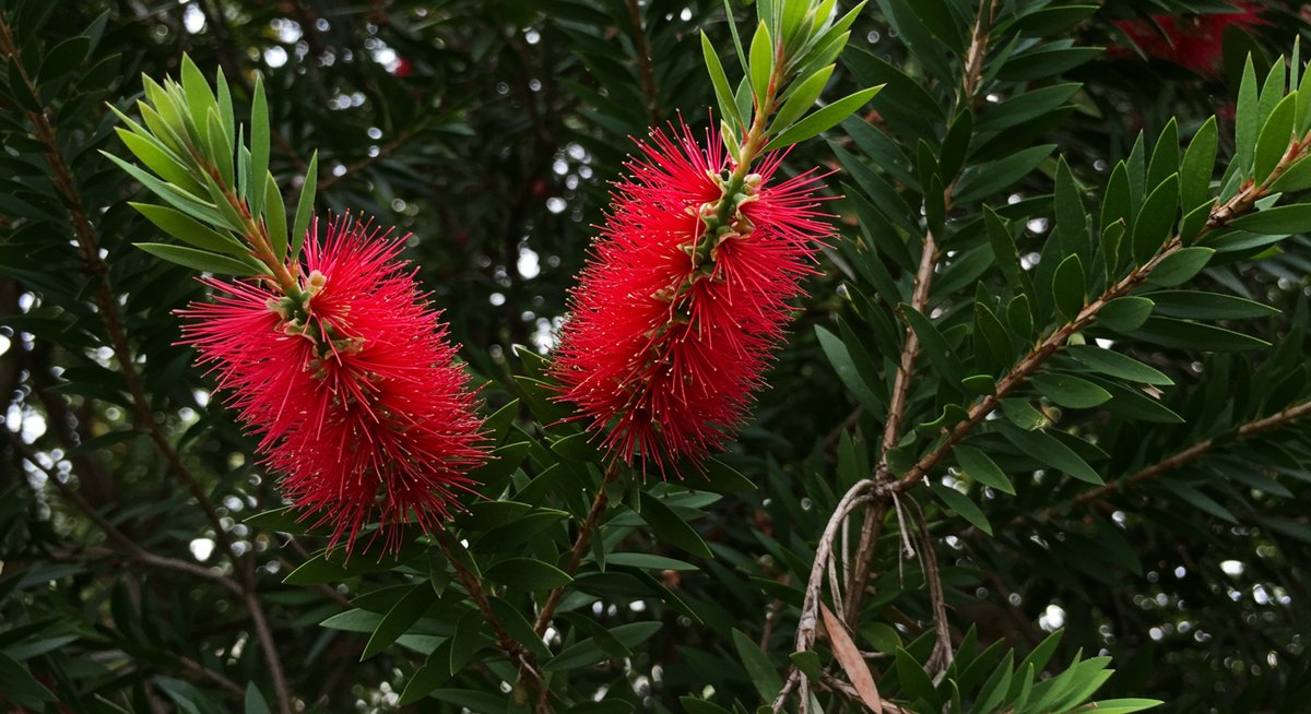ブラシの木 植え て は いけ ない