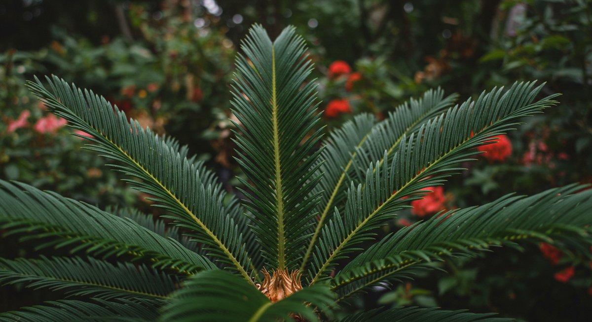 ソテツ を 庭 に 植え て は いけ ない